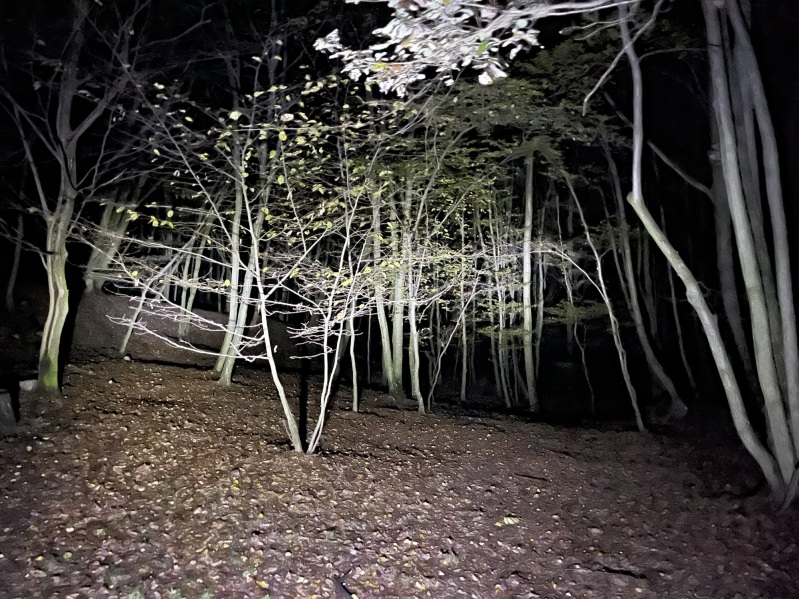 Nočná lesová
