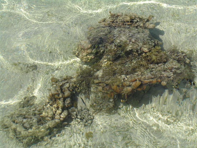 koral a rodinka NemĂşĂşĂş
vpravo su rybky a sasanka
