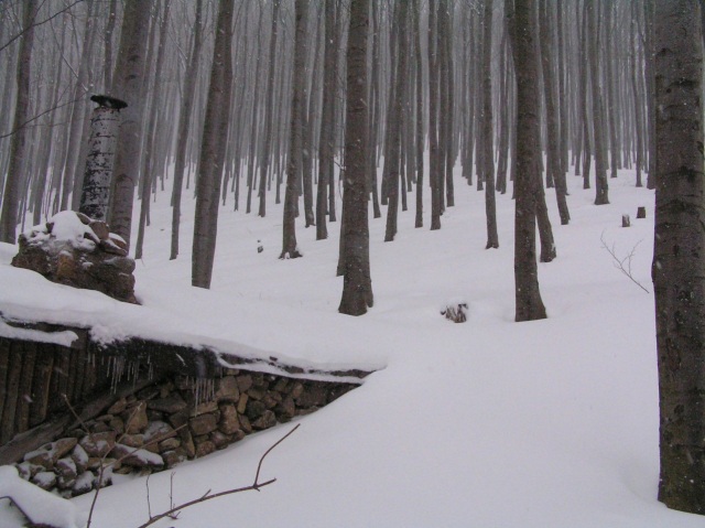 les pod snehom
