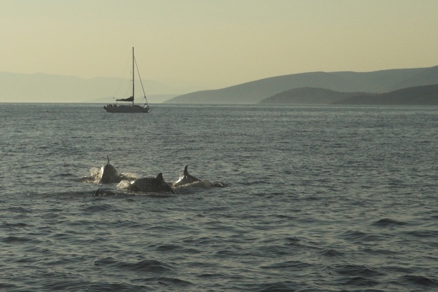 delfini a plachetnica
