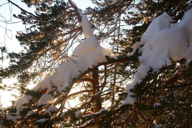 Sneh a stromy
