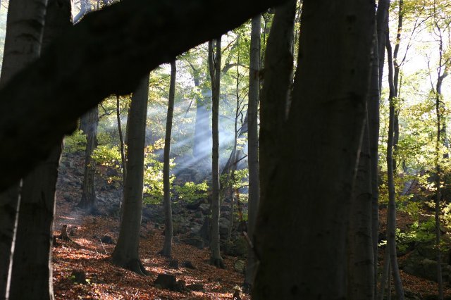 Dym v lese, proti slnku
